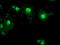 Aryl Hydrocarbon Receptor Interacting Protein Like 1 antibody, TA503694, Origene, Immunofluorescence image 