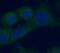 RAB5A, Member RAS Oncogene Family antibody, FNab07038, FineTest, Immunofluorescence image 