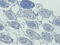 Sialic Acid Binding Ig Like Lectin 1 antibody, orb10301, Biorbyt, Immunohistochemistry paraffin image 