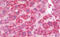 Aromatic-L-amino-acid decarboxylase antibody, MBS248635, MyBioSource, Immunohistochemistry frozen image 