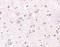 BRISC And BRCA1 A Complex Member 2 antibody, A32264, Boster Biological Technology, Immunohistochemistry frozen image 
