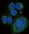 HtrA Serine Peptidase 1 antibody, abx027340, Abbexa, Immunocytochemistry image 