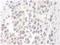 WRN RecQ Like Helicase antibody, NB100-472, Novus Biologicals, Immunohistochemistry frozen image 