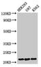 Histone Cluster 1 H1 Family Member E antibody, LS-C670377, Lifespan Biosciences, Western Blot image 