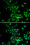 Huntingtin Interacting Protein 1 antibody, MBS129725, MyBioSource, Immunofluorescence image 