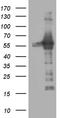 Ring Finger Protein 1 antibody, CF809319, Origene, Western Blot image 