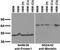 Proline And Serine Rich 1 antibody, 75-474, Antibodies Incorporated, Western Blot image 