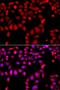 VIP peptides antibody, orb48577, Biorbyt, Immunofluorescence image 