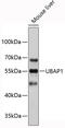 Ubiquitin-associated protein 1 antibody, 19-453, ProSci, Western Blot image 