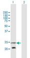 PEMT antibody, H00010400-B01P, Novus Biologicals, Western Blot image 