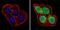 Proteasome Subunit Beta 5 antibody, GTX23330, GeneTex, Immunocytochemistry image 