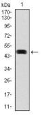 Heat Shock Protein 90 Alpha Family Class A Member 1 antibody, GTX60587, GeneTex, Western Blot image 