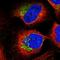 Pentatricopeptide Repeat Domain 3 antibody, HPA041382, Atlas Antibodies, Immunofluorescence image 