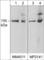 Nitric Oxide Synthase 1 antibody, NM4011, ECM Biosciences, Western Blot image 