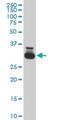 TATA-Box Binding Protein Associated Factor 11 antibody, H00006882-M03, Novus Biologicals, Western Blot image 