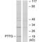 PTTG antibody, A08180, Boster Biological Technology, Western Blot image 