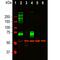Vimentin antibody, GTX30668, GeneTex, Western Blot image 