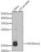 Histone H3.1t antibody, A2364, ABclonal Technology, Western Blot image 