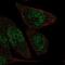 Zinc Finger Protein 610 antibody, NBP2-69061, Novus Biologicals, Immunocytochemistry image 