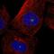 Centrosomal Protein 131 antibody, HPA024019, Atlas Antibodies, Immunofluorescence image 