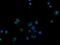 CUB domain-containing protein 1 antibody, NBP2-03459, Novus Biologicals, Immunofluorescence image 
