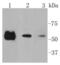HsMAD2 antibody, NBP2-67376, Novus Biologicals, Western Blot image 