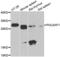 POU domain class 2-associating factor 1 antibody, LS-C334884, Lifespan Biosciences, Western Blot image 