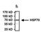 Hspa1 antibody, NB600-1469, Novus Biologicals, Immunoprecipitation image 
