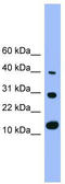 Bone Morphogenetic Protein 7 antibody, TA330252, Origene, Western Blot image 