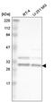 Heterogeneous Nuclear Ribonucleoprotein A2/B1 antibody, HPA005812, Atlas Antibodies, Western Blot image 