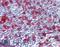 CD74 antibody, LS-C130768, Lifespan Biosciences, Immunohistochemistry frozen image 
