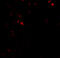 E2F Transcription Factor 3 antibody, 7929, ProSci, Immunofluorescence image 
