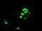 SATB Homeobox 1 antibody, TA500523, Origene, Immunofluorescence image 