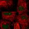 Protein Arginine Methyltransferase 7 antibody, HPA044241, Atlas Antibodies, Immunocytochemistry image 