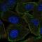 Neurabin-1 antibody, NBP2-69010, Novus Biologicals, Immunofluorescence image 