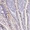 Proline Rich Acidic Protein 1 antibody, PA5-62614, Invitrogen Antibodies, Immunohistochemistry frozen image 