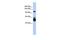 Leucine Rich Repeat Containing 8 VRAC Subunit B antibody, GTX46359, GeneTex, Western Blot image 