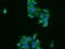 Phenylalanyl-TRNA Synthetase Subunit Alpha antibody, GTX02182, GeneTex, Immunofluorescence image 