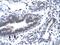 Cyclin H antibody, GTX77667, GeneTex, Immunohistochemistry paraffin image 