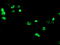 PHD Finger Protein 7 antibody, LS-B11090, Lifespan Biosciences, Immunofluorescence image 