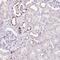 ATPase H+ Transporting V0 Subunit A4 antibody, NBP2-39030, Novus Biologicals, Immunohistochemistry frozen image 