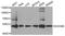 DExD-Box Helicase 39B antibody, orb374071, Biorbyt, Western Blot image 