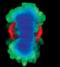 Aurora Kinase A antibody, MA5-15075, Invitrogen Antibodies, Immunofluorescence image 