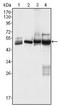 K7 antibody, AM06404SU-N, Origene, Western Blot image 
