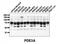 Phosphodiesterase 3A antibody, orb76765, Biorbyt, Western Blot image 