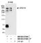 AT-Rich Interaction Domain 1B antibody, NB100-57485, Novus Biologicals, Immunoprecipitation image 