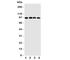 SID1 transmembrane family member 1 antibody, R31226, NSJ Bioreagents, Western Blot image 