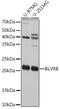 Biliverdin Reductase B antibody, GTX65958, GeneTex, Western Blot image 