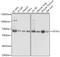 Splicing factor 3A subunit 3 antibody, 19-384, ProSci, Western Blot image 