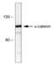 Catenin alpha-1 antibody, MCA6033, Bio-Rad (formerly AbD Serotec) , Western Blot image 